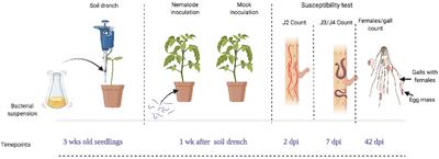 Endophytic Paenibacillus polymyxa LMG27872 inhibits Meloidogyne incognita parasitism, promoting tomato growth through a dose-dependent effect